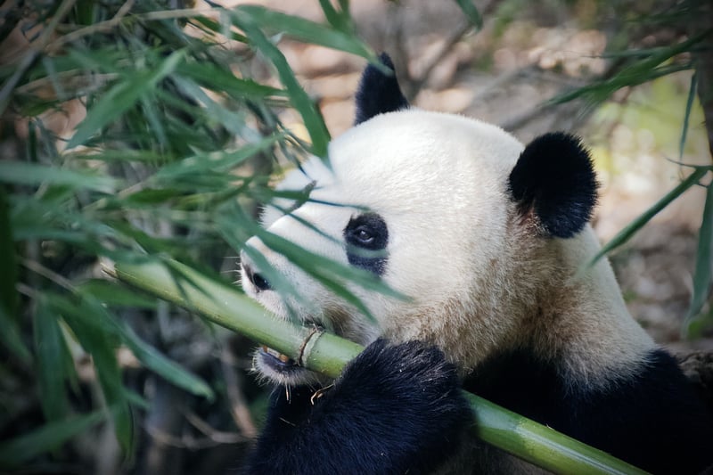 Bamboo Decor